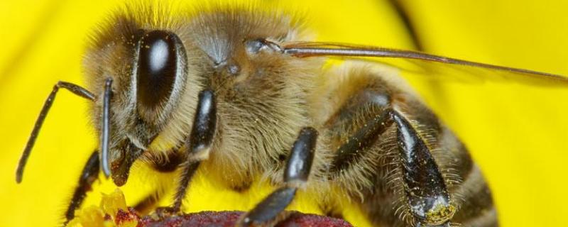 蜜蜂繁殖方式和繁殖方法