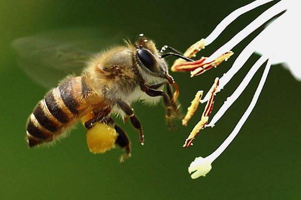 蜜蜂繁殖方式