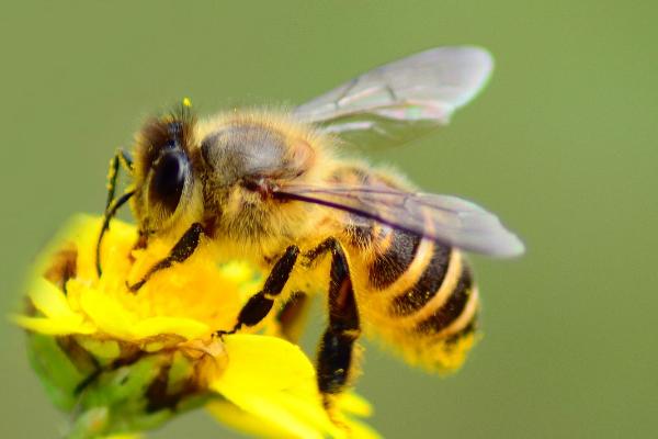 蜜蜂繁殖方式