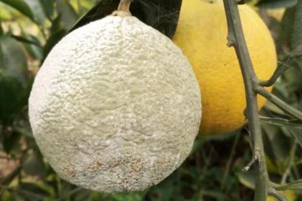 柑橘病虫害防治与用药