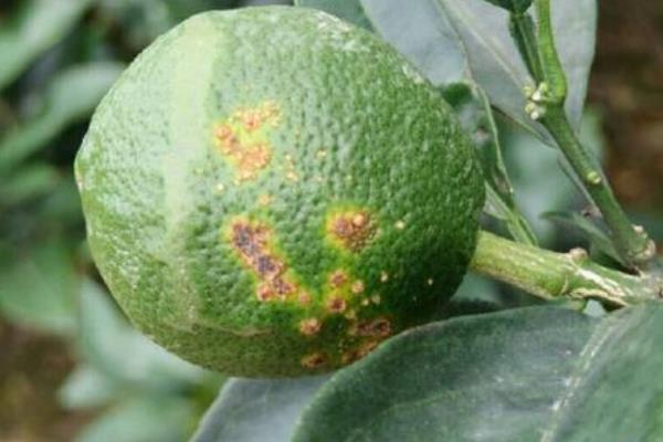 柑橘病虫害防治与用药