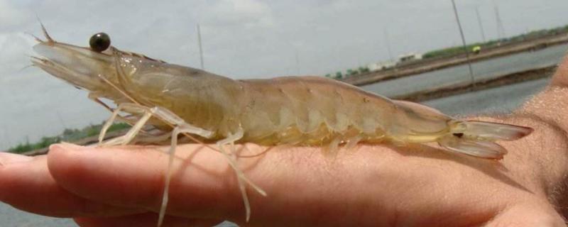 南美白对虾养殖技术，注意水的透明度、PH值和溶解氧