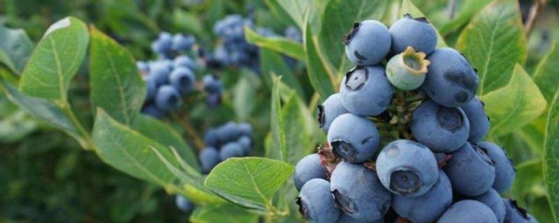 蓝莓树苗多少钱一棵？附蓝莓树苗的种植条件