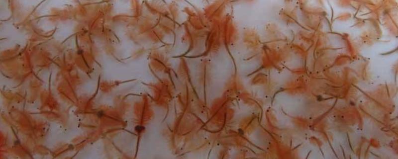 丰年虾怎么孵化，具体方法是什么？