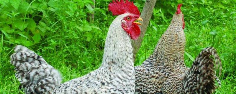 芦花鸡多少钱一斤，不同条件下养殖的芦花鸡价格不同