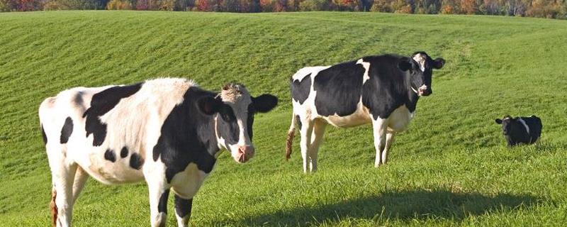 奶牛养殖场建设方法，养殖场需分为管理区、生产区和隔离区