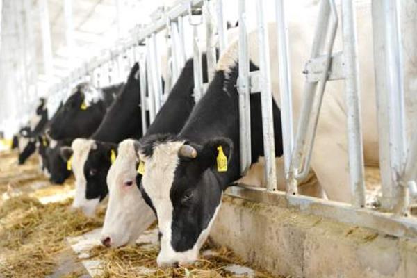 奶牛养殖场建设方法