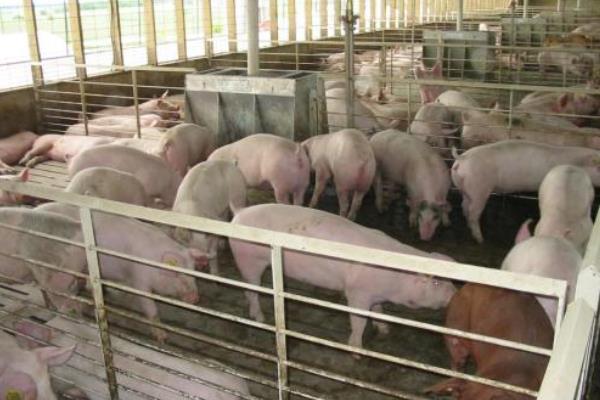 生态养猪场建设方案