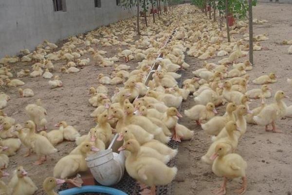 雏鸭养殖技术