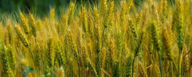 麦子什么时候熟，什么时候播种？