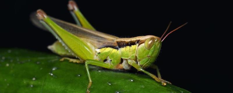 蝗虫呼吸的器官是什么？附蝗虫的呼吸和取食方式