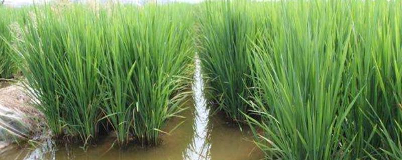 稻田泥鳅养殖技术，放养前要对稻田进行消毒