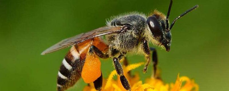被蜜蜂蛰了怎么处理，及时处理是关键