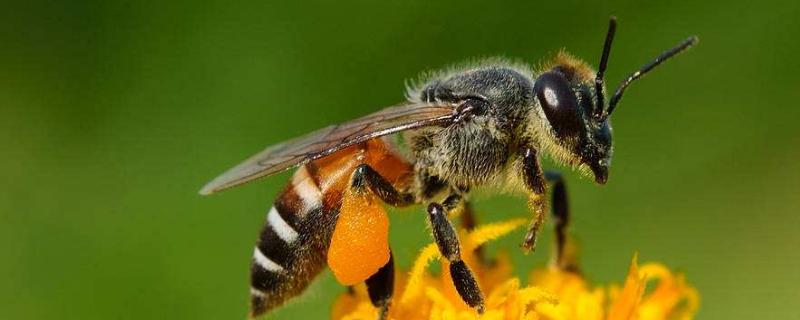 蜜蜂不酿蜜是什么原因，酿蜜的主要原料来自花卉