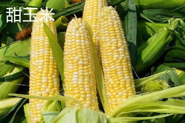 玉米常见种类