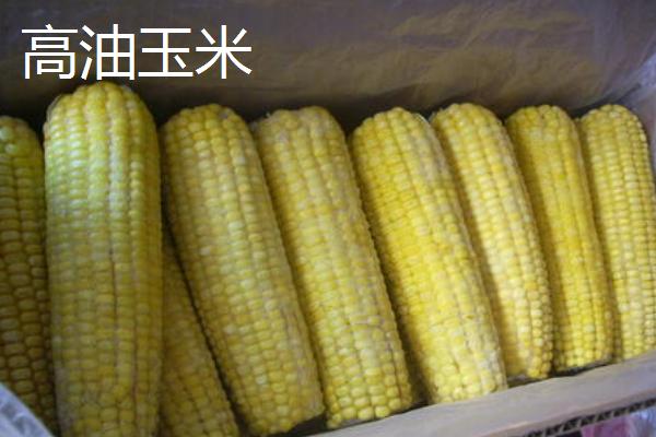 玉米常见种类