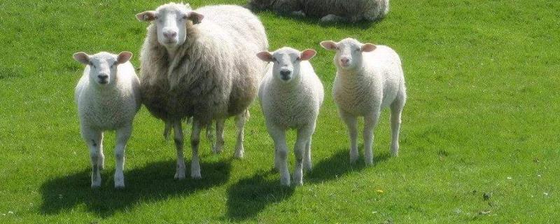 一亩地养多少只羊，羊适合什么牧草