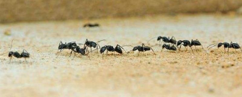 蚂蚁生活在什么环境里，生活习性是怎样的？
