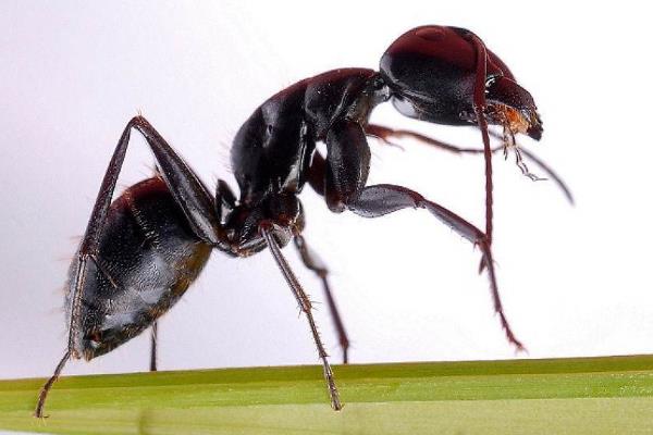 蚂蚁生活在什么环境里