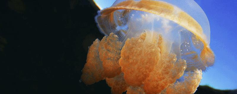 海蜇是水母吗，有毒吗，吃什么食物？