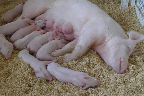 母猪产死胎是什么原因造成的