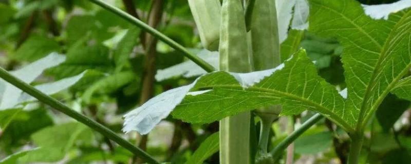 黄秋葵种植技术，种植前施足底肥