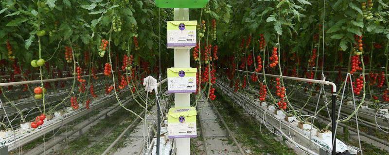 西红柿无土栽培技术，及时做好施肥、浇水等工作