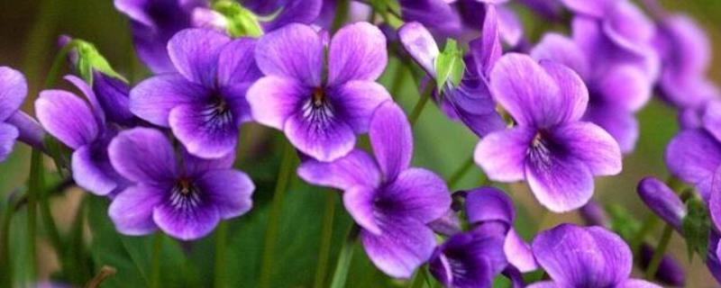 紫花地丁种植方法，常见的为播种繁殖