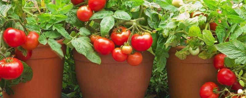 盆栽西红柿养殖方法，生长过程中需水量较大