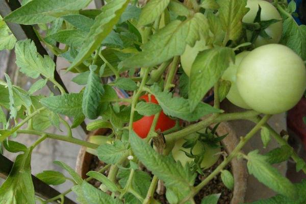 盆栽西红柿养殖方法