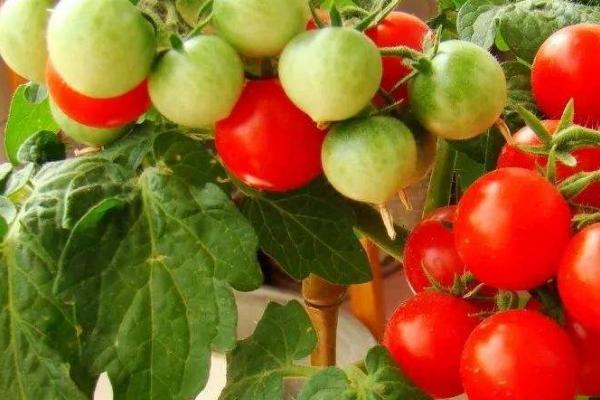 盆栽西红柿养殖方法