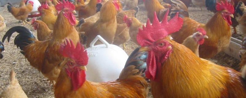 发酵床养鸡的优缺点