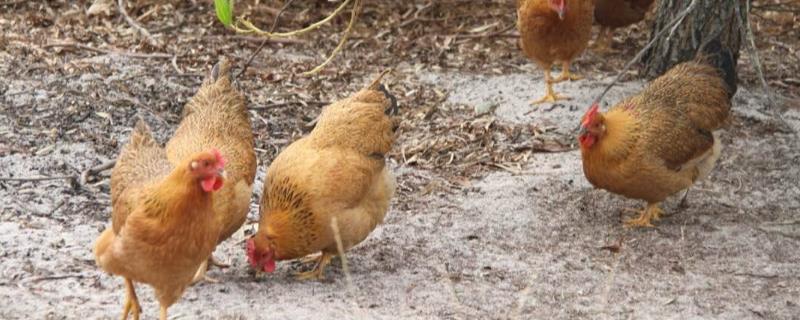 虫子鸡的养殖方法，一般采用放养与圈养相结合的饲养方式