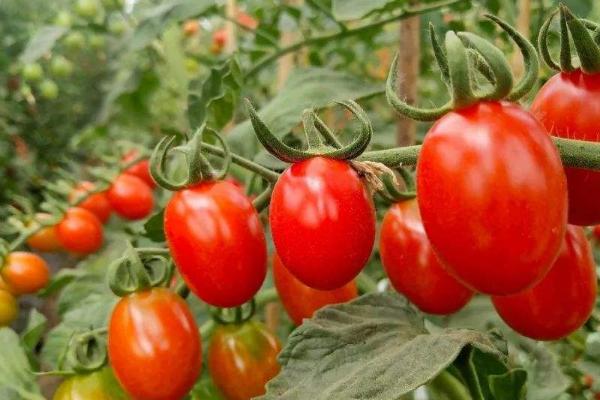 番茄育苗方法和时间