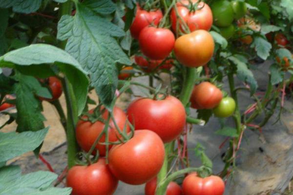 番茄育苗方法和时间