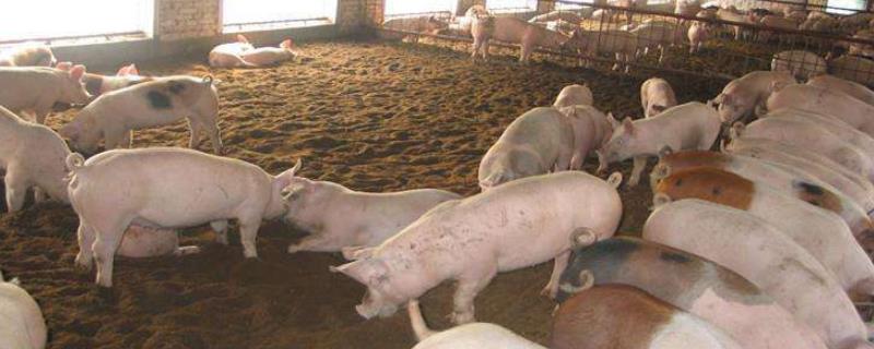 农村高效养猪技术，每日需固定喂食时间