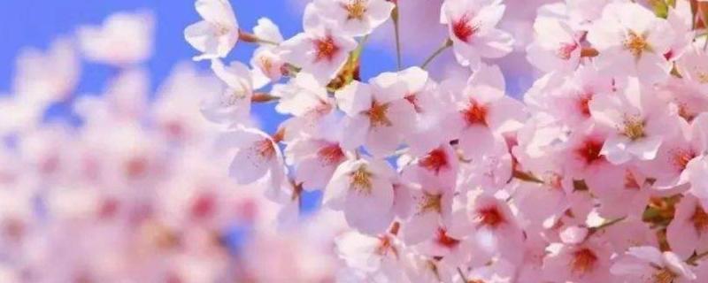 樱花树几年可以开花，什么时候开花