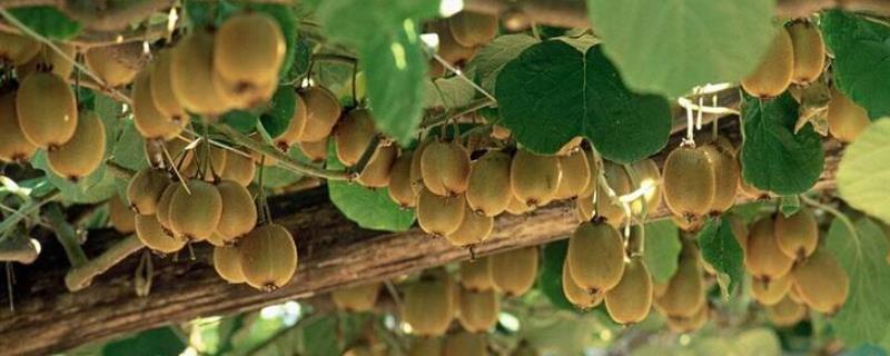 猕猴桃种植条件与气候，喜温、喜湿、喜光、喜水