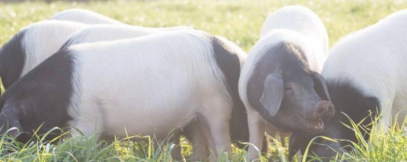 金华猪养殖技术，注意饲料的干湿比例