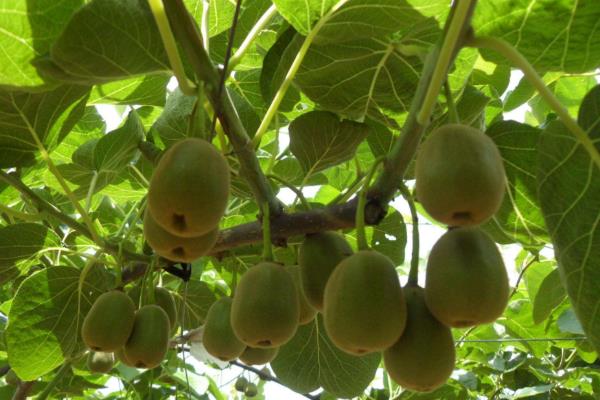 猕猴桃种植条件与气候