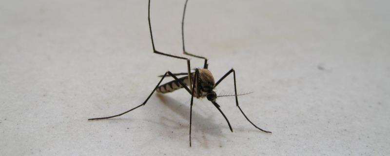 蚊子如何过冬，附蚊子的生活习性