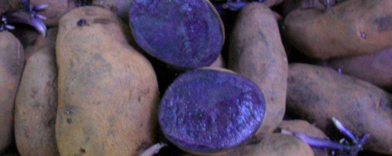 黑土豆多少钱一斤，附黑土豆的种植前景与效益