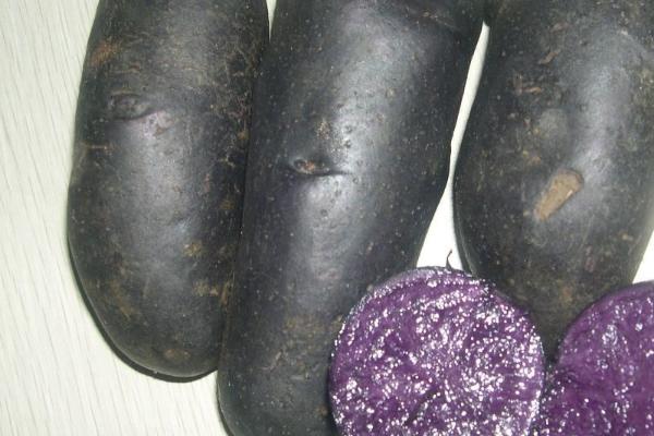 黑土豆多少钱一斤