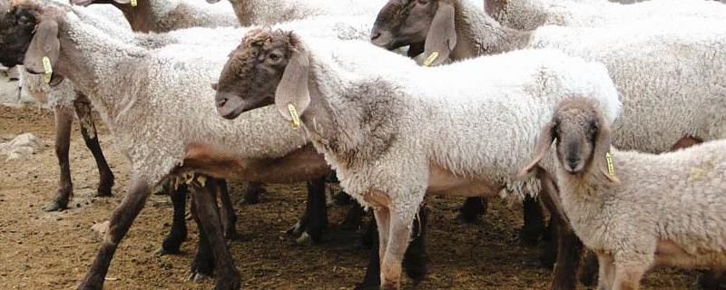 刀郎羊多少钱一只，附刀郎羊的外貌特征和生产性能