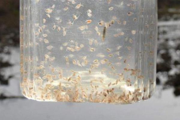 水蚤养殖技术