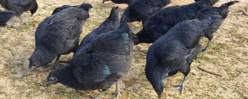 五黑鸡苗多少钱一只，附市场行情和养殖优势