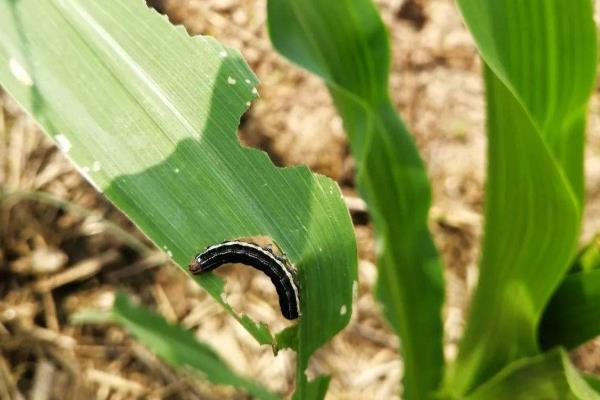 玉米粘虫防治方法