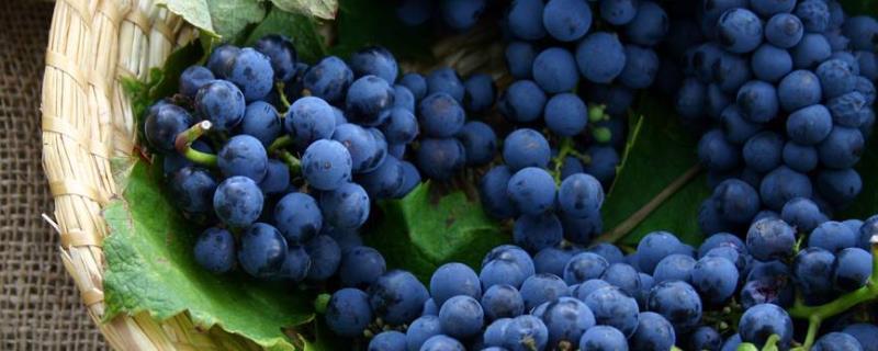 酿酒葡萄和食用葡萄的区别，外观、口感、营养成分、采摘时间都有区别