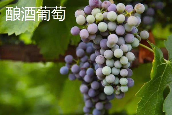 酿酒葡萄和食用葡萄的区别