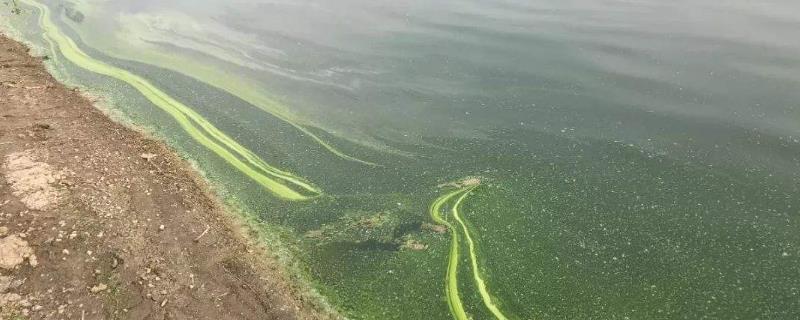 鱼塘倒藻处理办法，附原因和危害